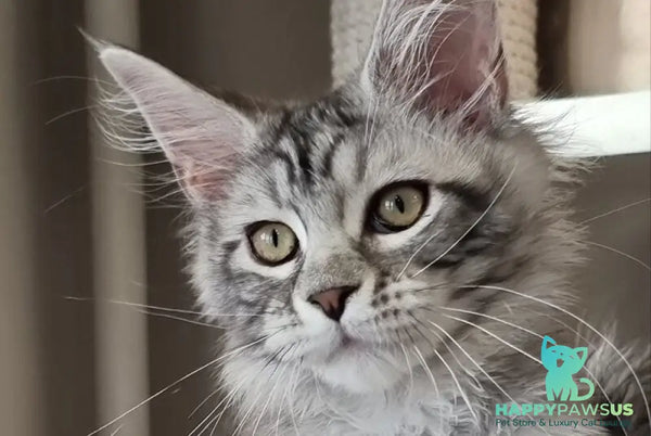 Clinta Maine Coon female black silver tabby - live animals