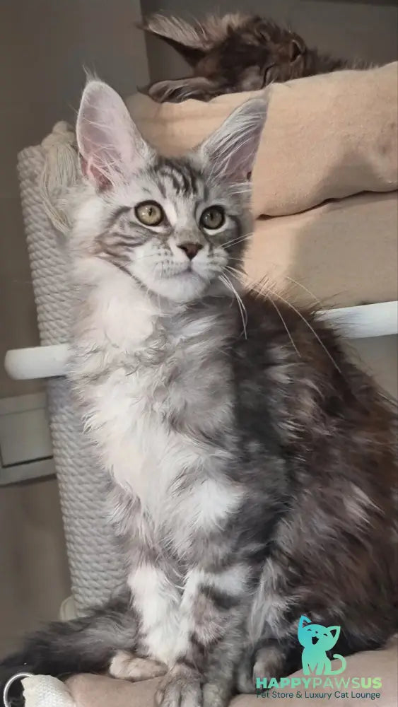 Clinta Maine Coon female black silver tabby - live animals