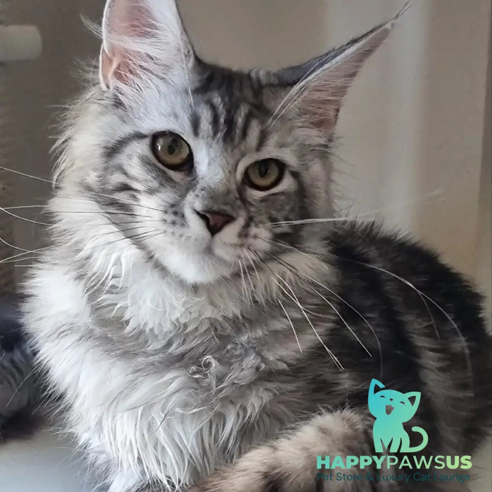 Clinta Maine Coon female black silver tabby - live animals