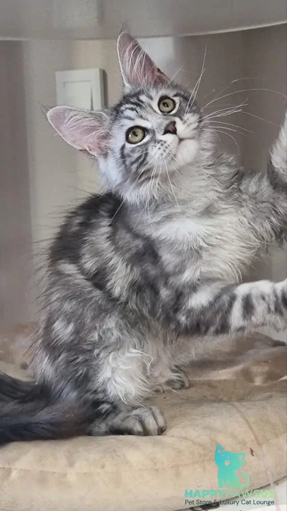 Clinta Maine Coon female black silver tabby - live animals