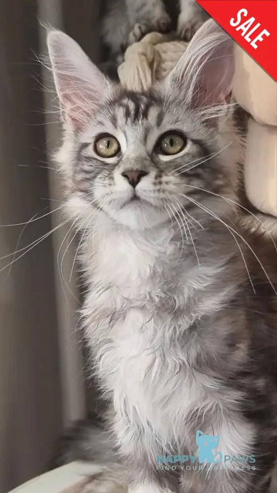 Clinta Maine Coon female black silver tabby - live animals
