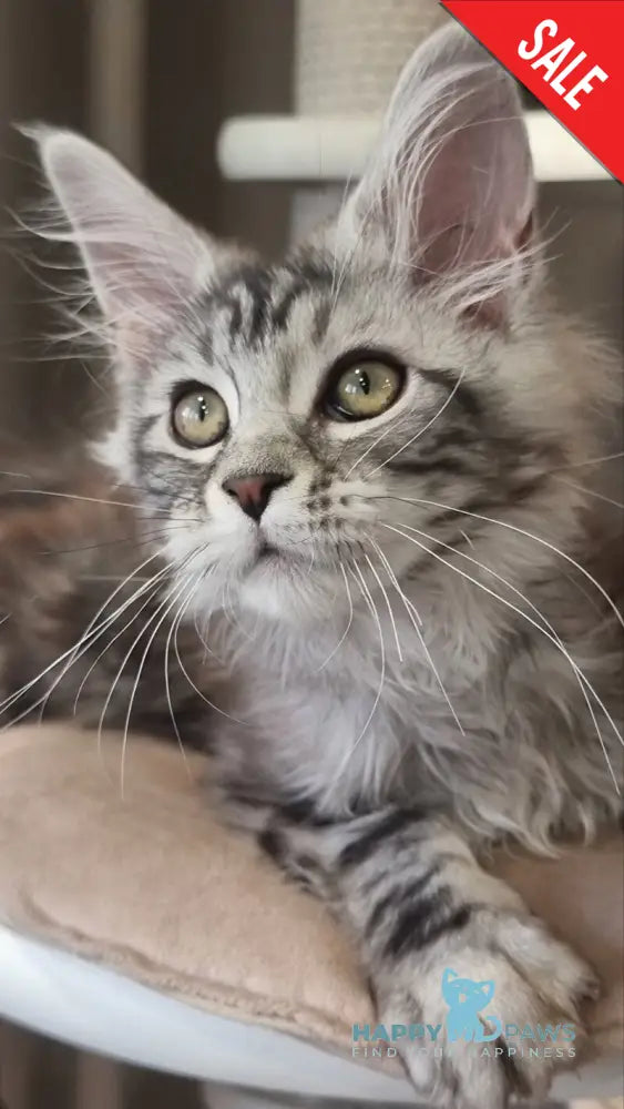 Clinta Maine Coon female black silver tabby - live animals