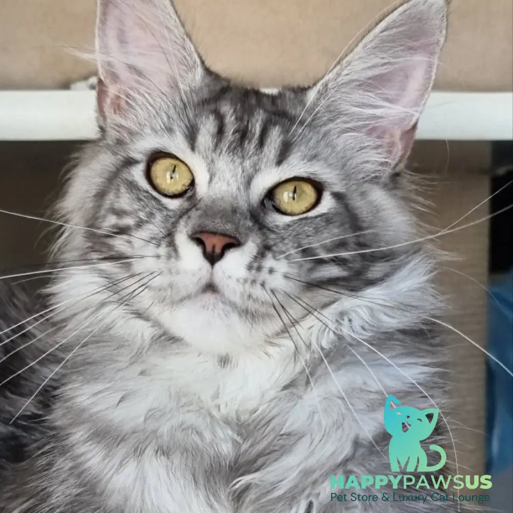 Clinta Maine Coon female black silver tabby - live animals