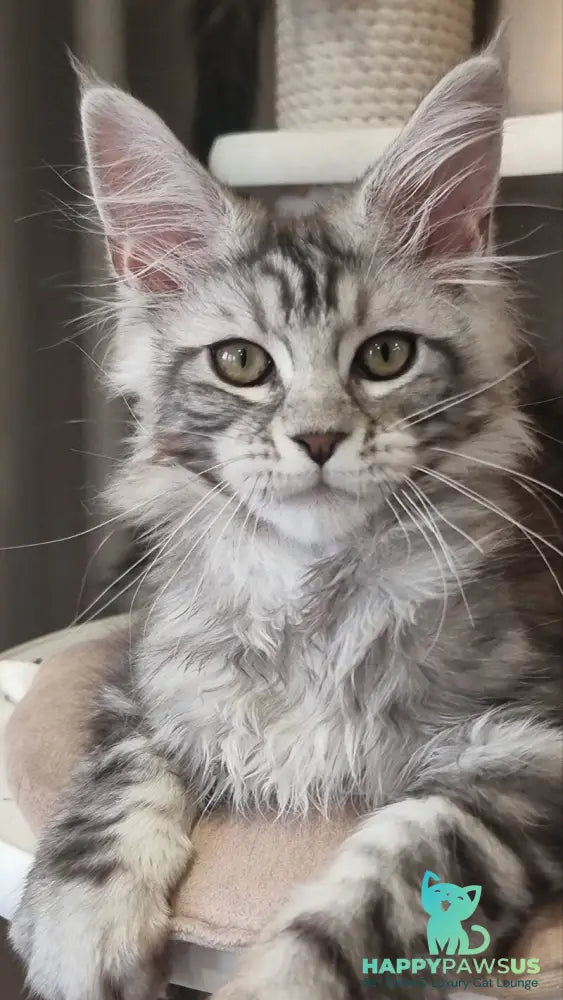 Clinta Maine Coon female black silver tabby - live animals