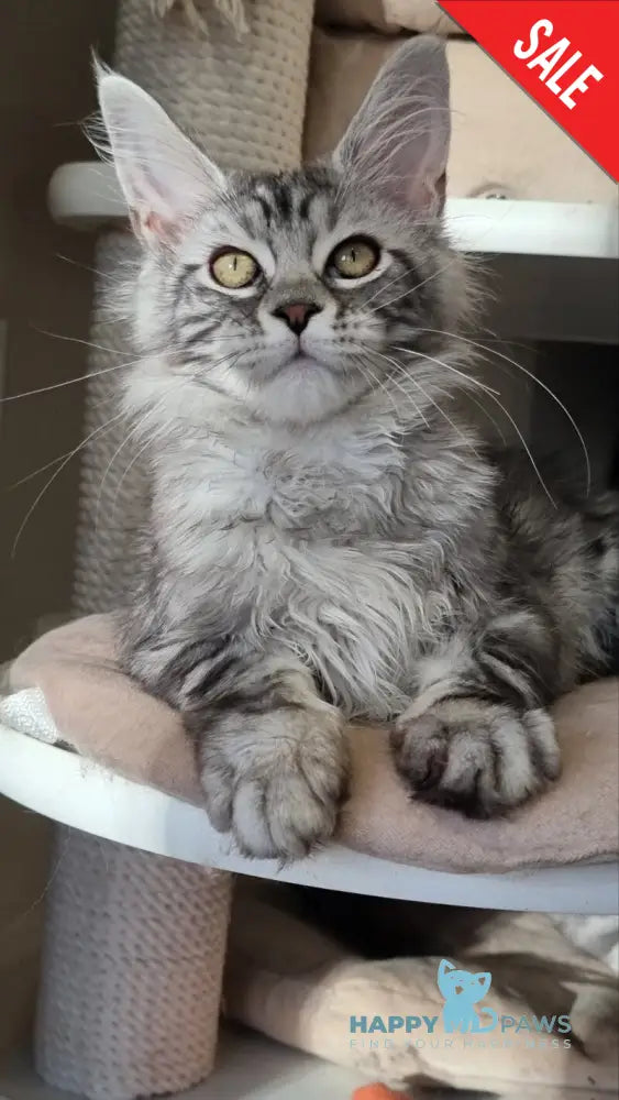 Clinta Maine Coon female black silver tabby - live animals