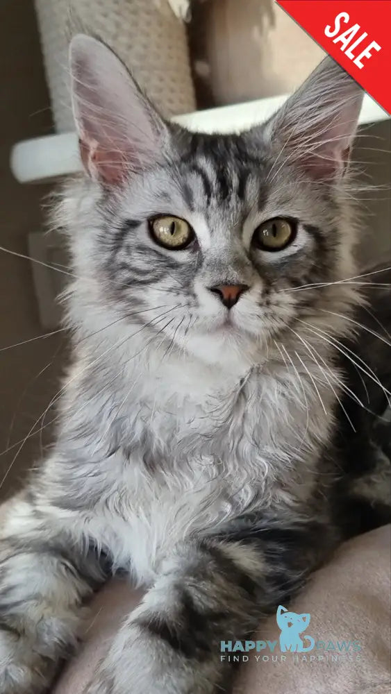 Clinta Maine Coon female black silver tabby - live animals
