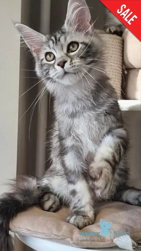 Clinta Maine Coon female black silver tabby - live animals
