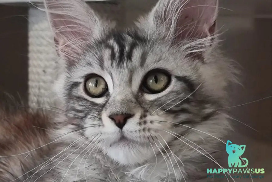 Clinta Maine Coon female black silver tabby - live animals