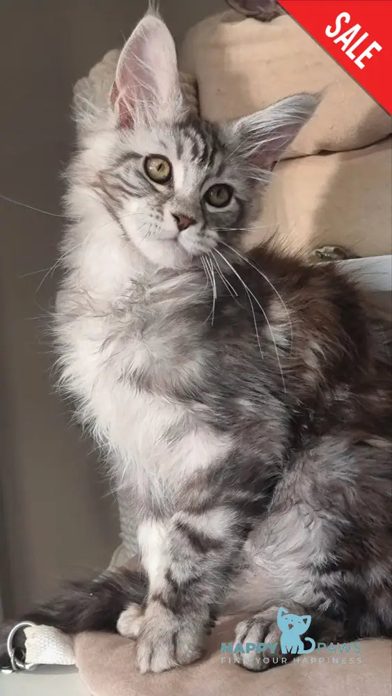 Clinta Maine Coon female black silver tabby - live animals