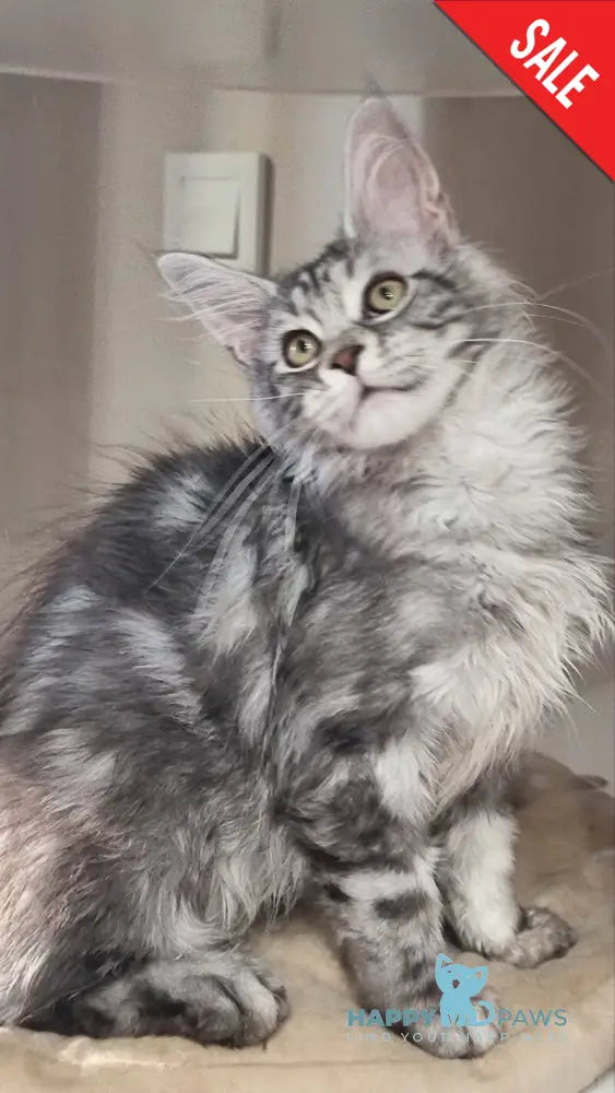 Clinta Maine Coon female black silver tabby - live animals