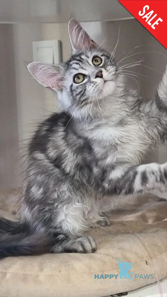 Clinta Maine Coon female black silver tabby - live animals