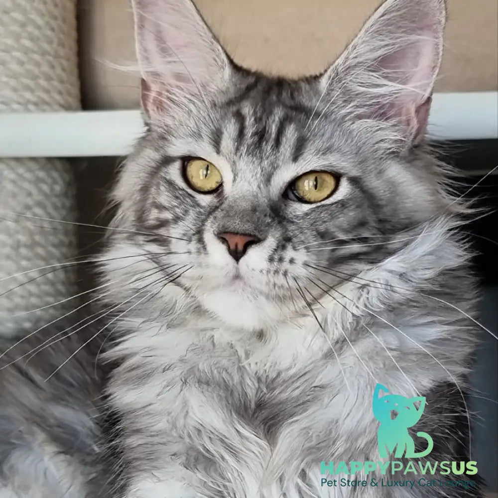 Clinta Maine Coon female black silver tabby - live animals