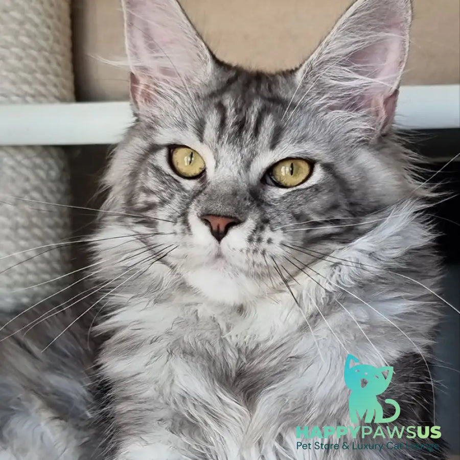 Clinta Maine Coon female black silver tabby - live animals