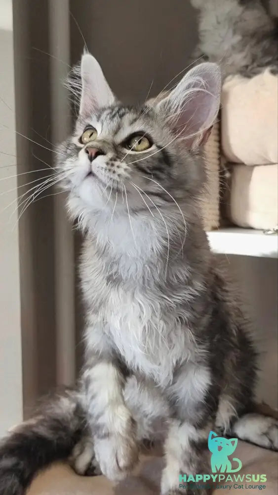 Clinta Maine Coon female black silver tabby - live animals