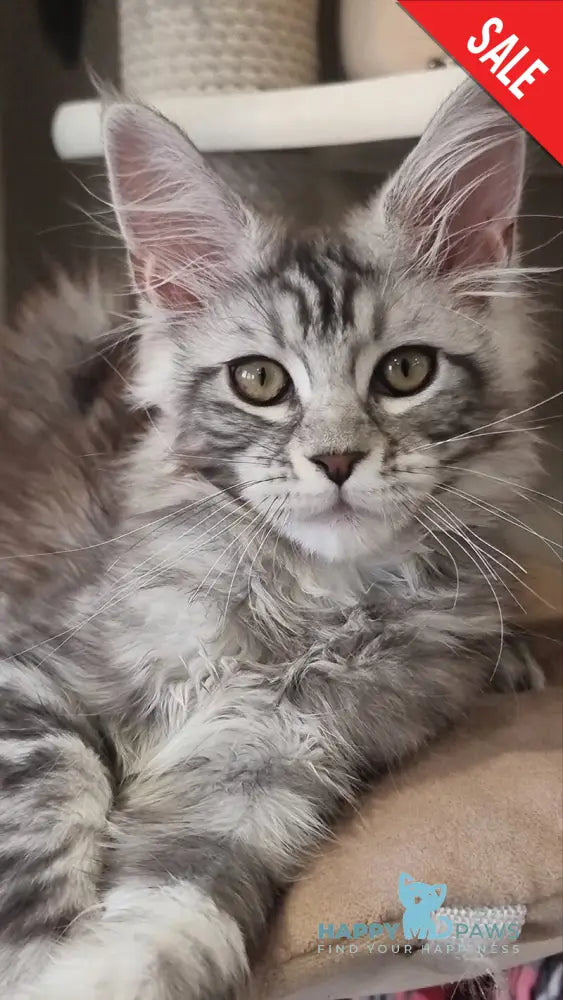 Clinta Maine Coon female black silver tabby - live animals