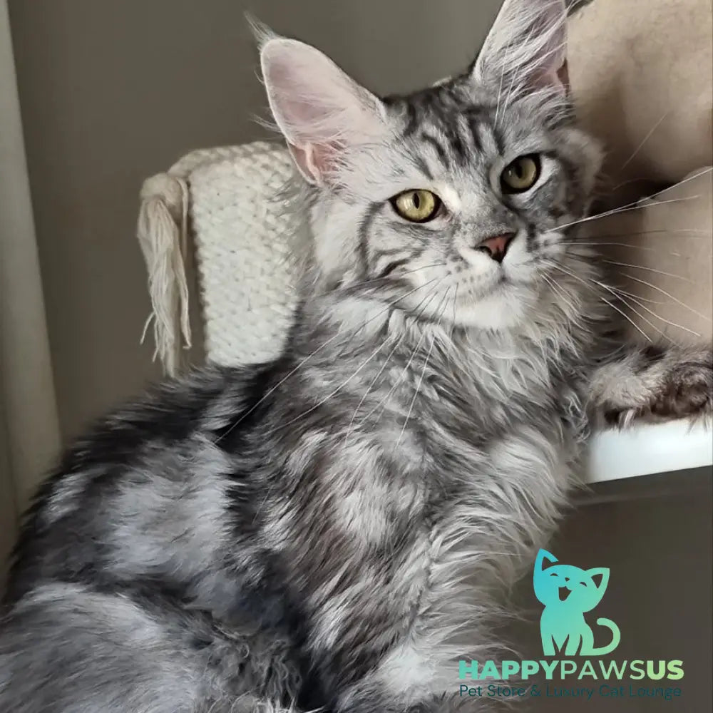 Clinta Maine Coon female black silver tabby - live animals