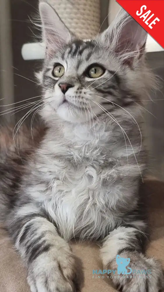 Clinta Maine Coon female black silver tabby - live animals