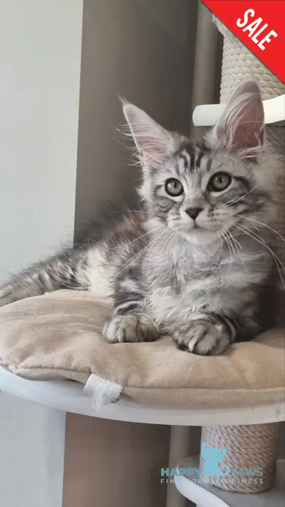 Clinta Maine Coon female black silver tabby - live animals