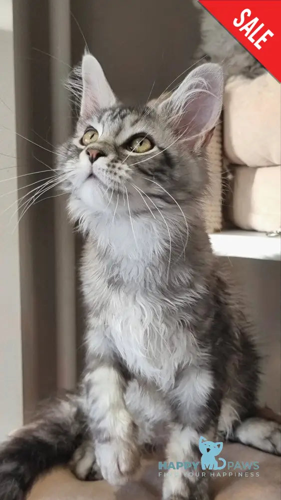 Clinta Maine Coon female black silver tabby - live animals
