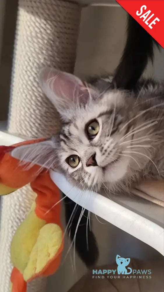 Clinta Maine Coon female black silver tabby - live animals