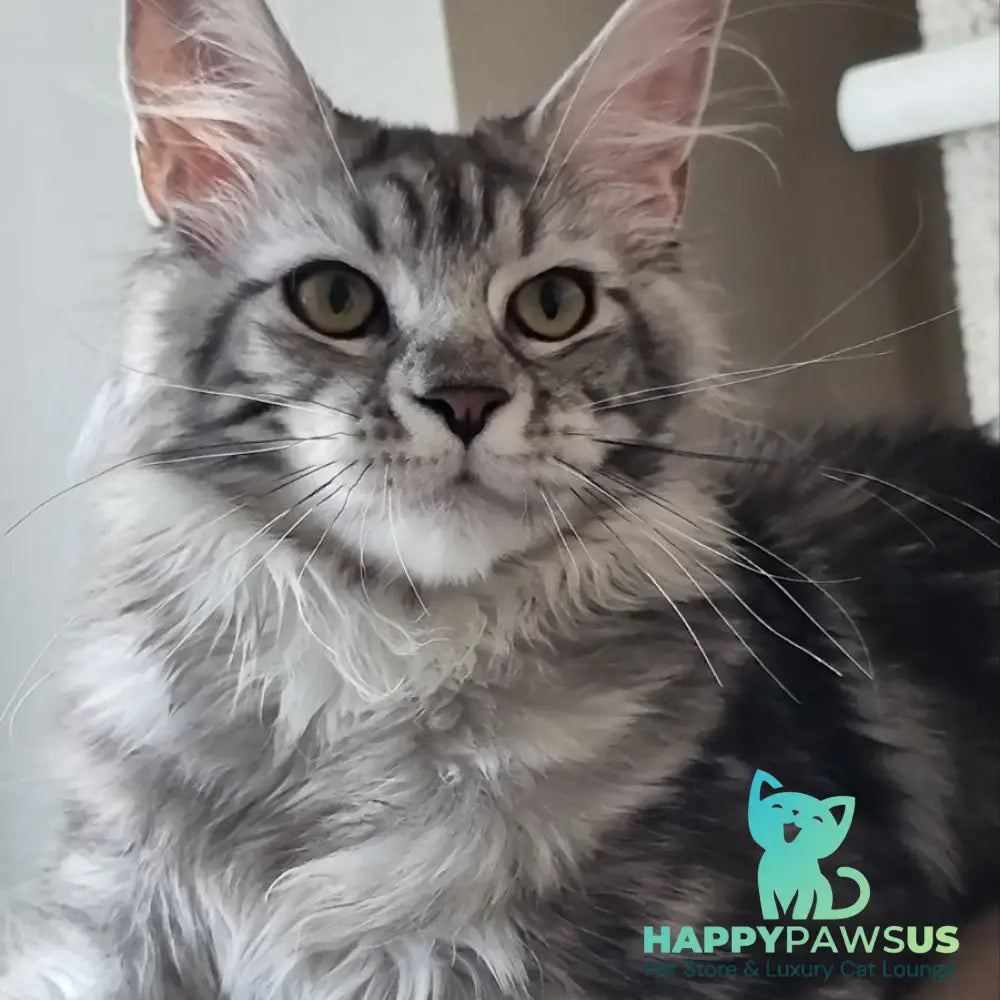 Clinta Maine Coon female black silver tabby - live animals