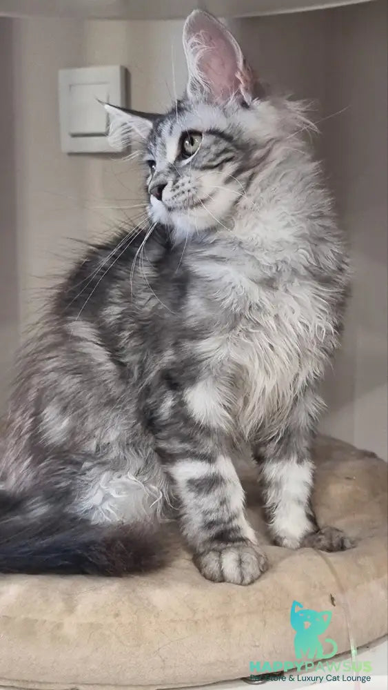 Clinta Maine Coon female black silver tabby - live animals