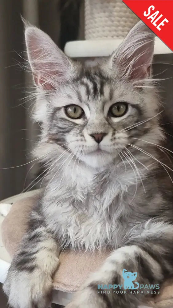Clinta Maine Coon female black silver tabby - live animals