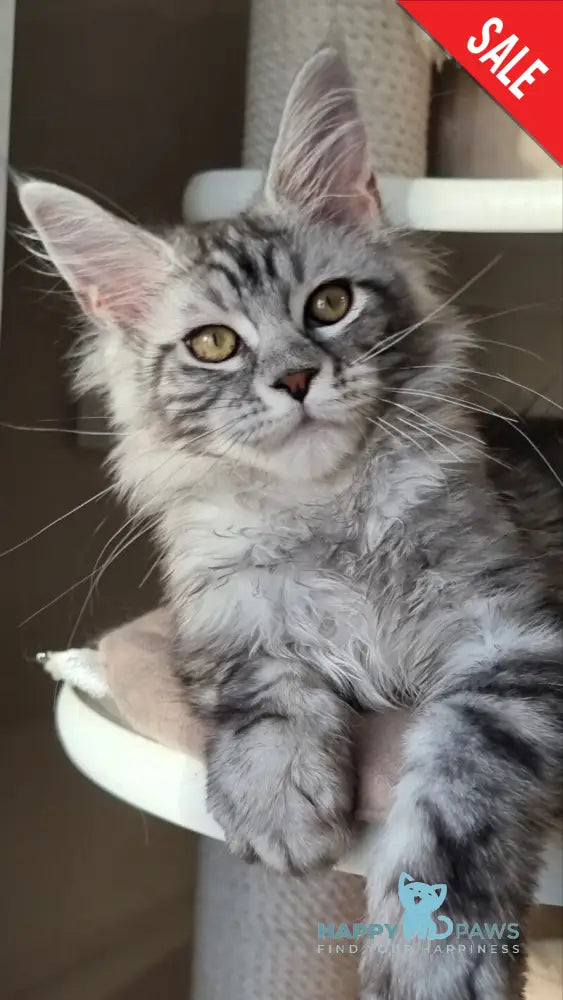 Clinta Maine Coon female black silver tabby - live animals