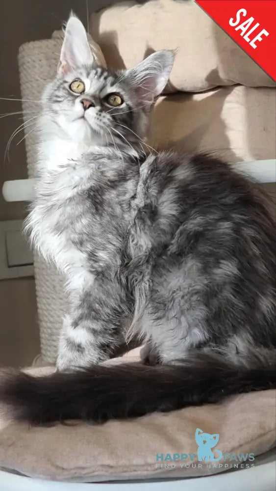 Clinta Maine Coon female black silver tabby - live animals