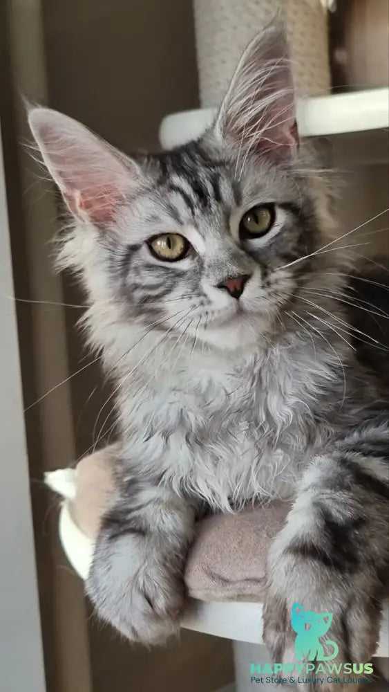 Clinta Maine Coon female black silver tabby - live animals