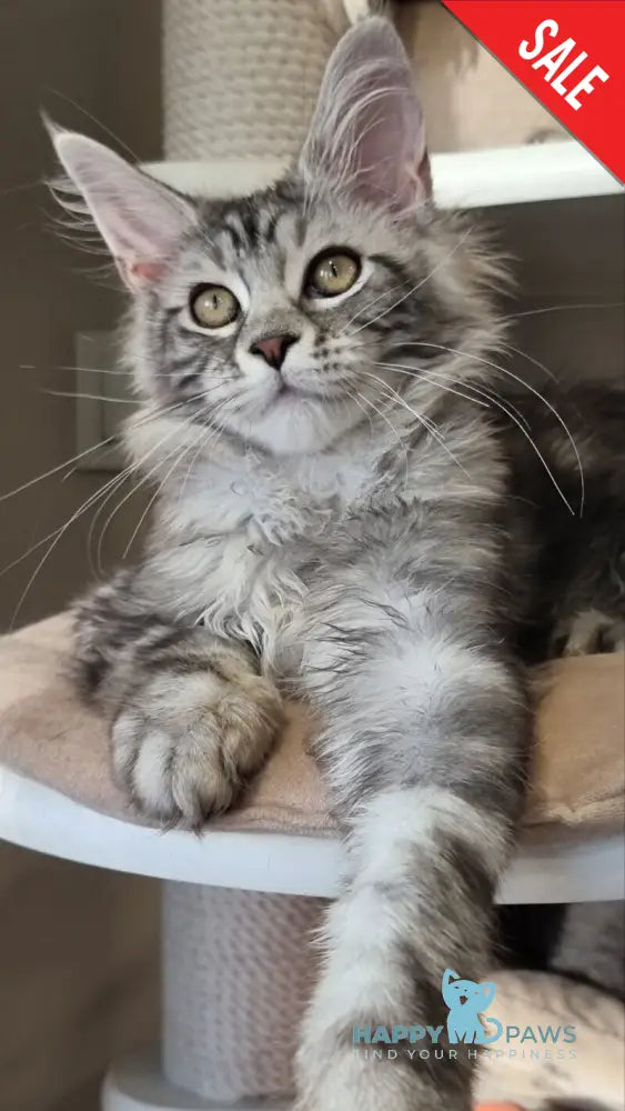 Clinta Maine Coon female black silver tabby - live animals