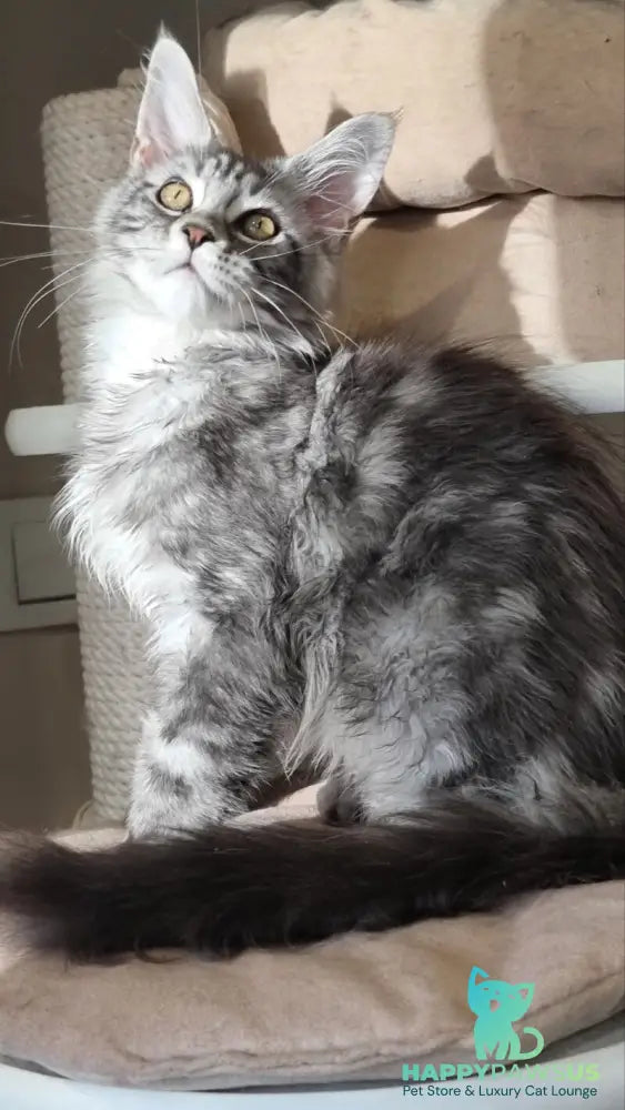 Clinta Maine Coon female black silver tabby - live animals