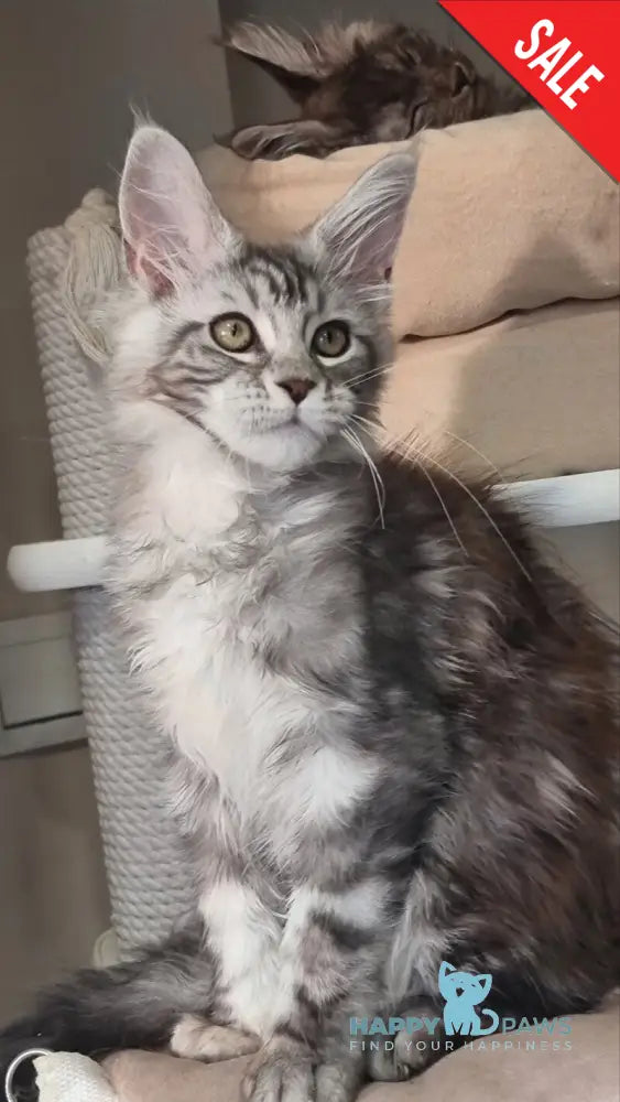 Clinta Maine Coon female black silver tabby - live animals