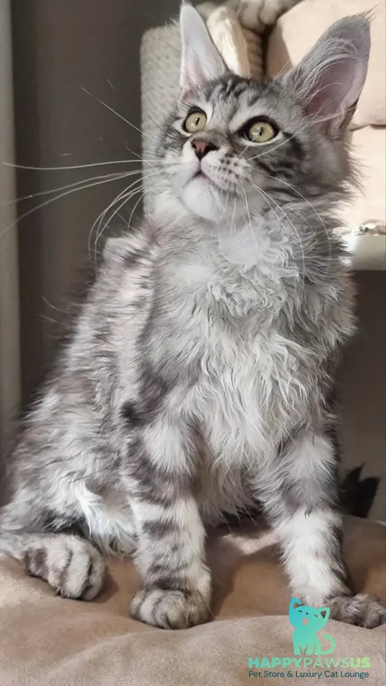 Clinta Maine Coon female black silver tabby - live animals