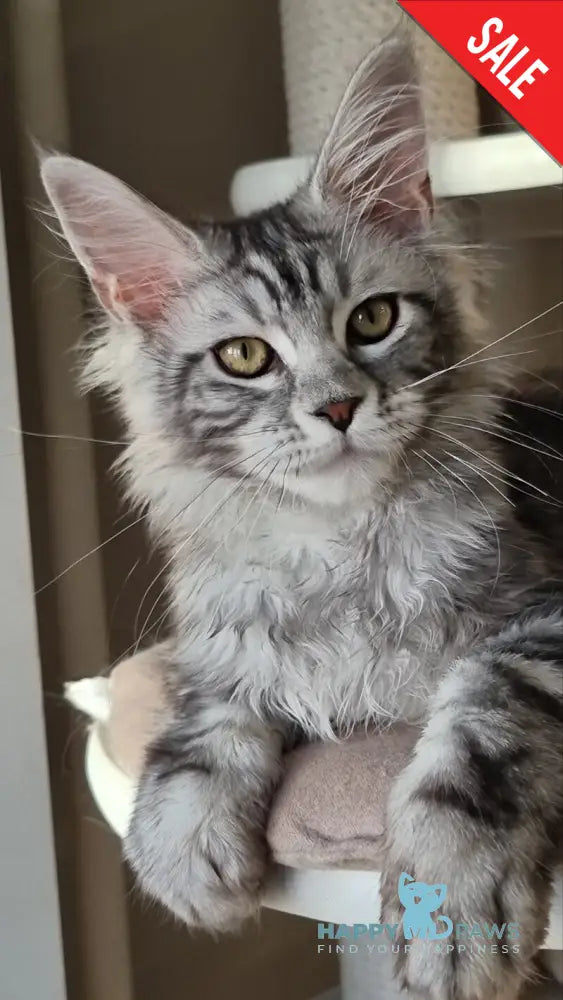 Clinta Maine Coon female black silver tabby - live animals
