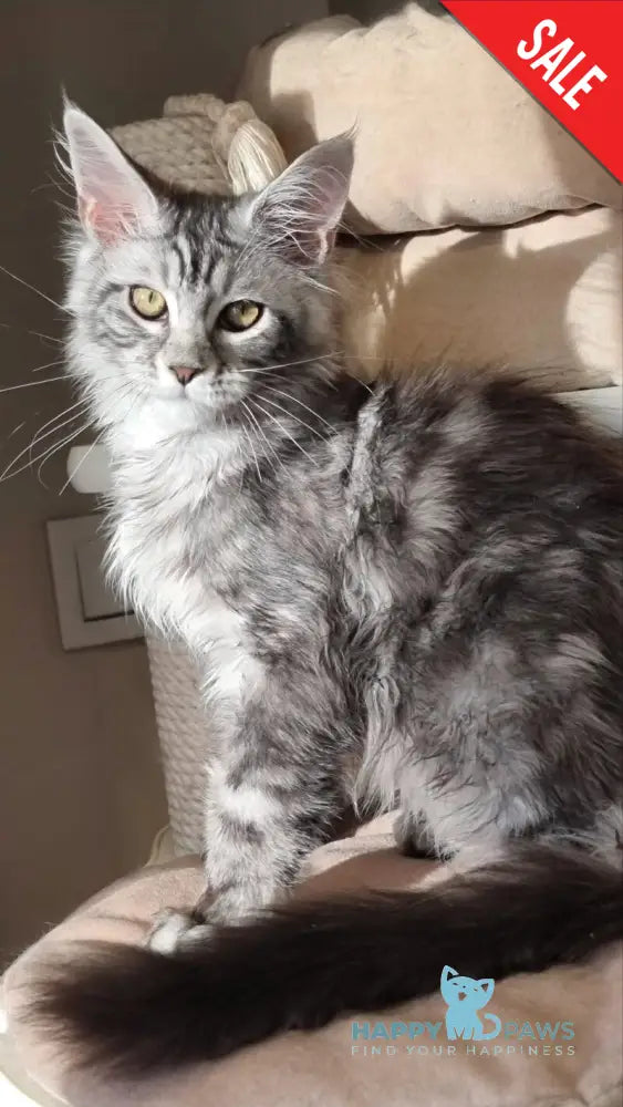 Clinta Maine Coon female black silver tabby - live animals
