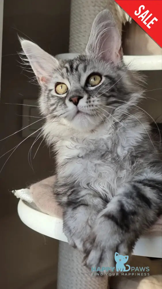 Clinta Maine Coon female black silver tabby - live animals