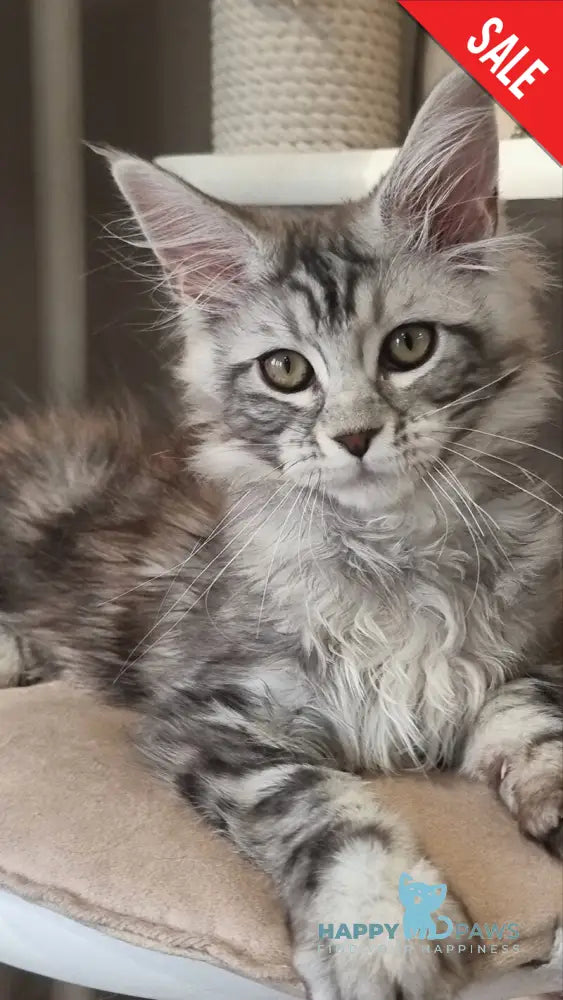 Clinta Maine Coon female black silver tabby - live animals