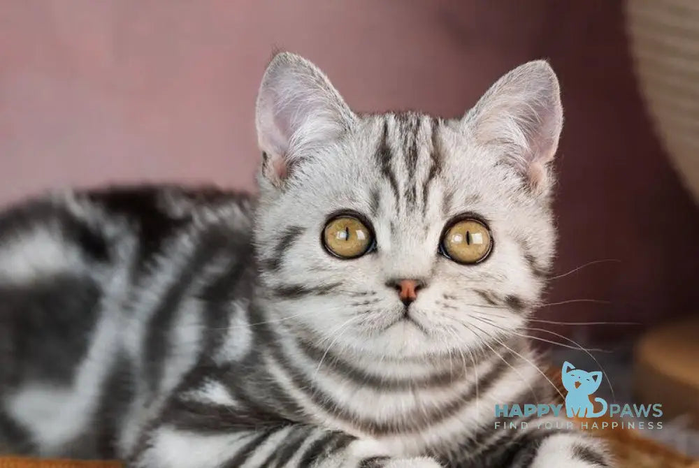 Cloud Scottish Straight male black silver tabby live animals