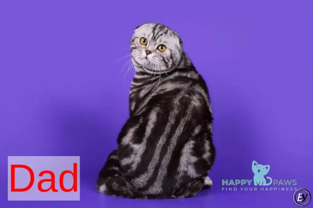 Cloud Scottish Straight male black silver tabby live animals