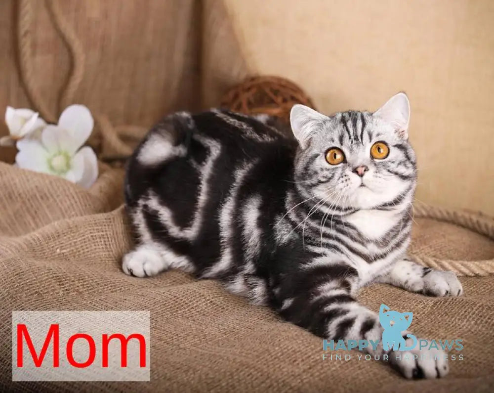 Cloud Scottish Straight male black silver tabby live animals