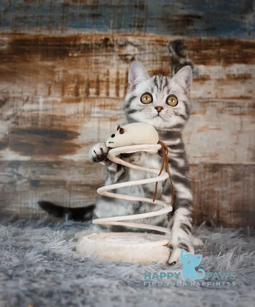 Cloud Scottish Straight male black silver tabby live animals