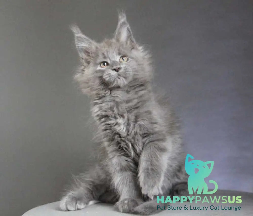 Cloudlet Maine Coon female blue - live animals