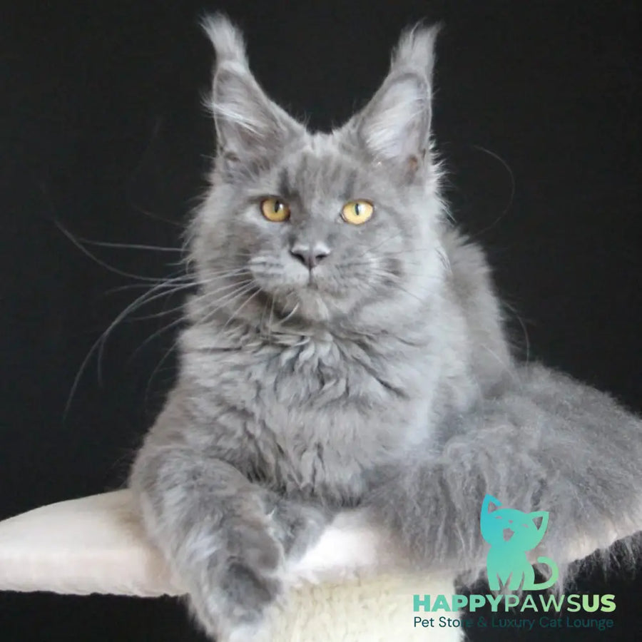 Cloudlet Maine Coon female blue - live animals