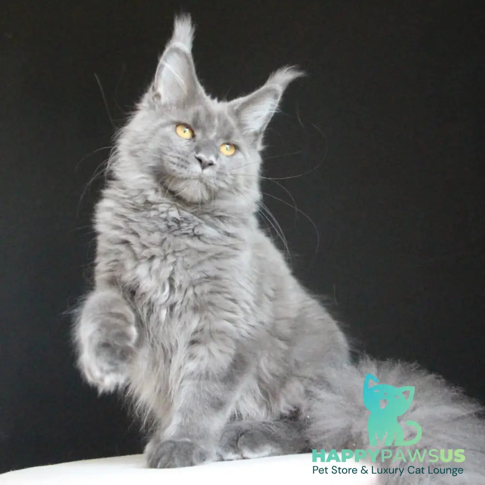 Cloudlet Maine Coon female blue - live animals