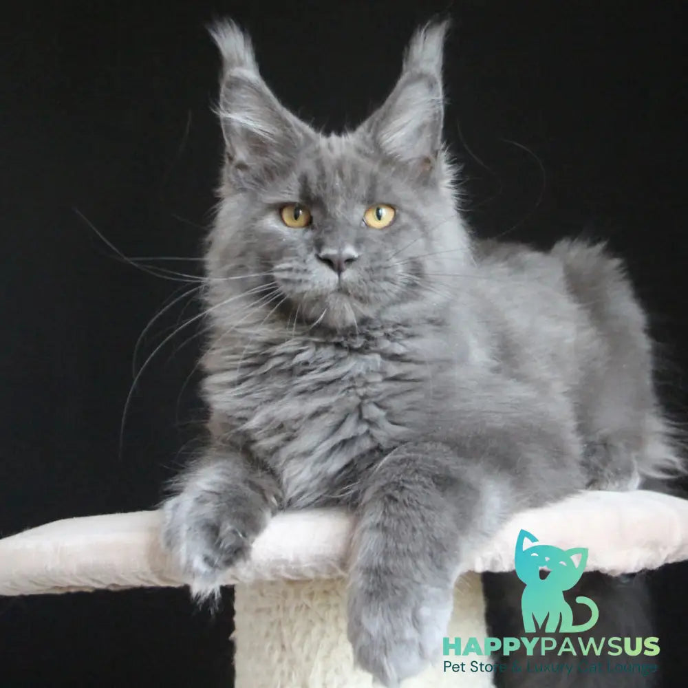 Cloudlet Maine Coon female blue - live animals