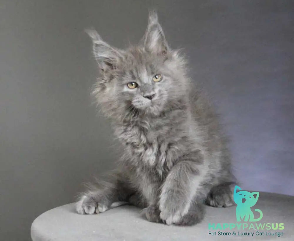 Cloudlet Maine Coon female blue - live animals