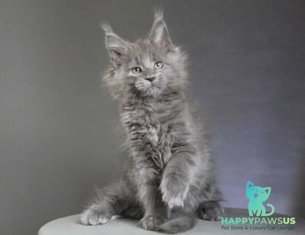 Cloudlet Maine Coon female blue - live animals