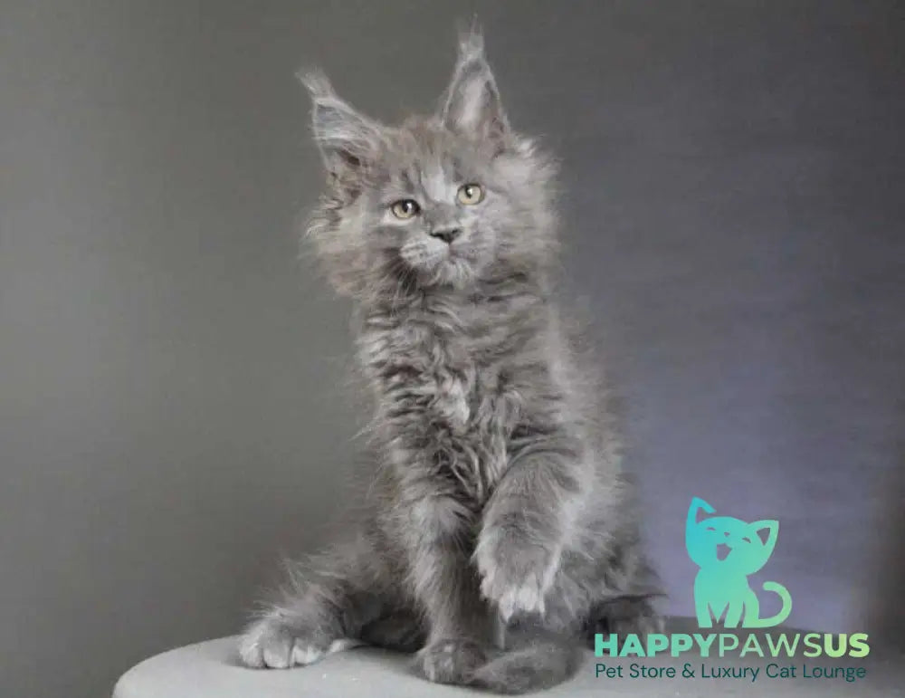 Cloudlet Maine Coon female blue - live animals