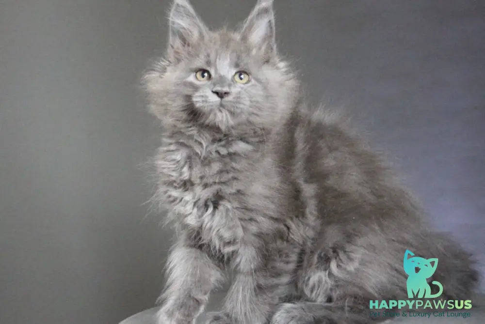 Cloudlet Maine Coon female blue - live animals